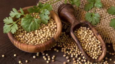 Coriander